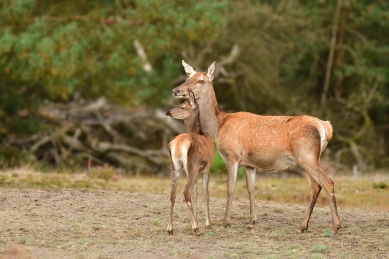 bdMieke veluwe 23 3.JPG - Mieke