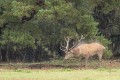 bdLizet 2 effe de regen uitschudden