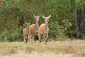 bdMieke veluwe 23 2