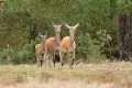 bdMieke veluwe 23 2