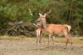 bdMieke veluwe 23 3