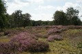 bdTini-DSC09523