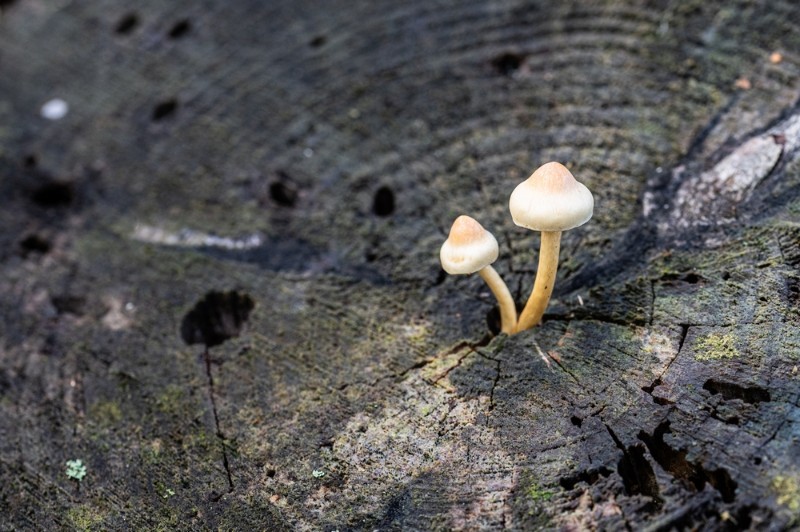 bdMichel paddestoelen5.JPG - Michel