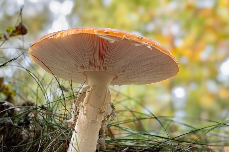 bdMoniquepaddestoelen (1).JPG - Monique