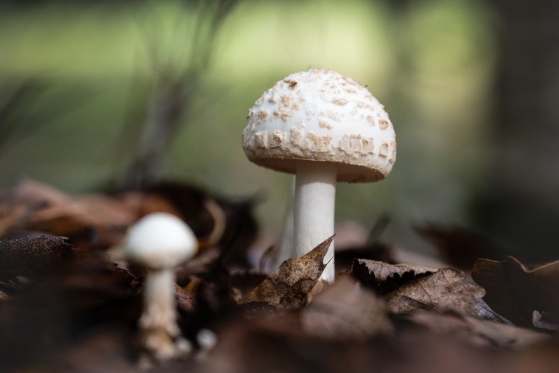 bdMoniquepaddestoelen (2).JPG - Monique