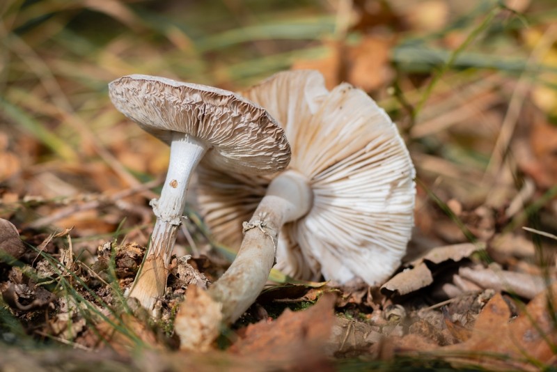 bdMoniquepaddestoelen (4).JPG - Monique
