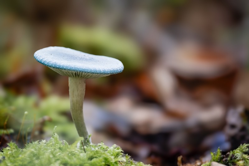 bdMoniquepaddestoelen (5).JPG - Monique