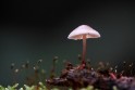 bdBetty paddenstoel-3