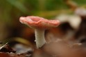 bdPeter paddenstoel-309507