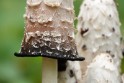 bdPeter paddenstoel-309511