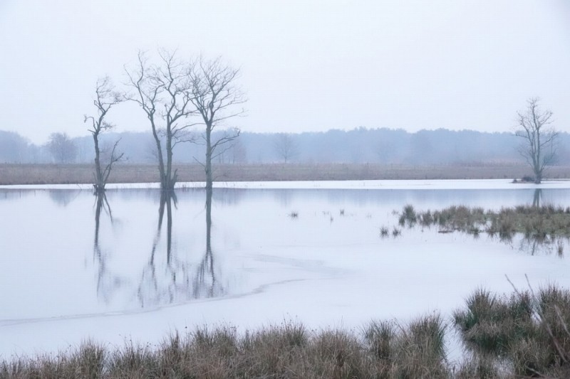 bdwinters weer Betty (3 van 4).JPG - Betty