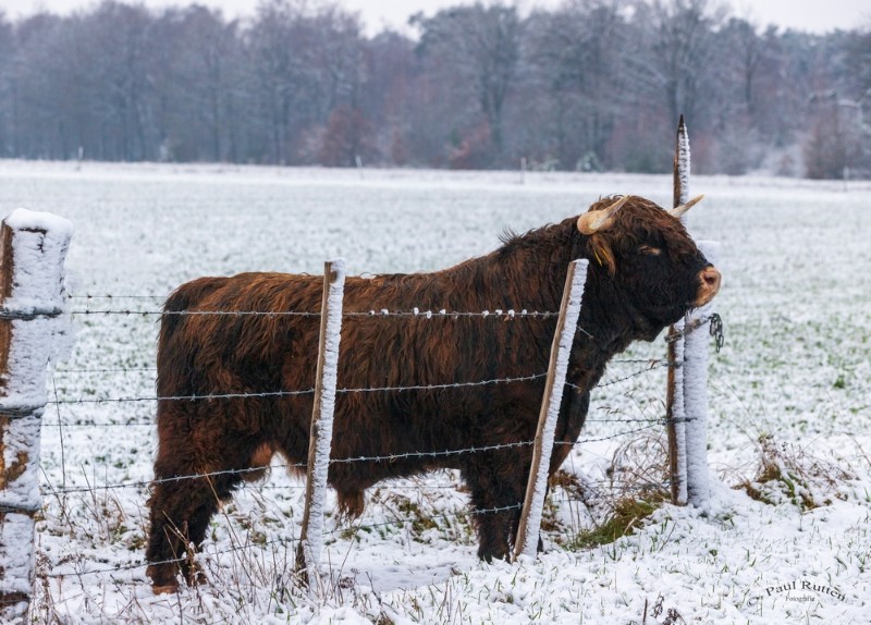 bdwinters weer Paul (4 van 7).JPG - Paul