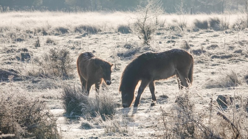 bdwinters weer Peter (1 van 2).JPG - Peter