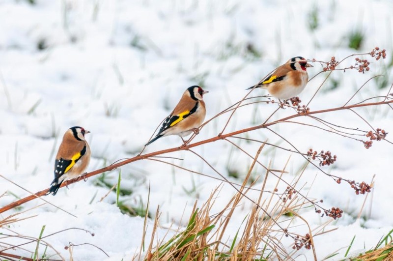 bdwinters weer Ton.JPG - Ton