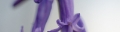 folderimage