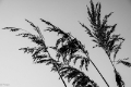 web_P-1703855