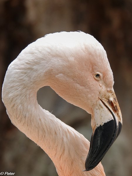 2018 dierenrijk-00918.jpg - Dierenrijk 