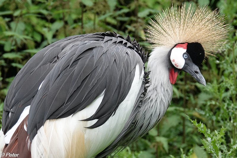 2018 dierenrijk-01083.jpg - Dierenrijk 
