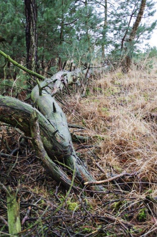 20090907-20090907-IMGP8643.jpg - Wandeling strabrechtse Heide