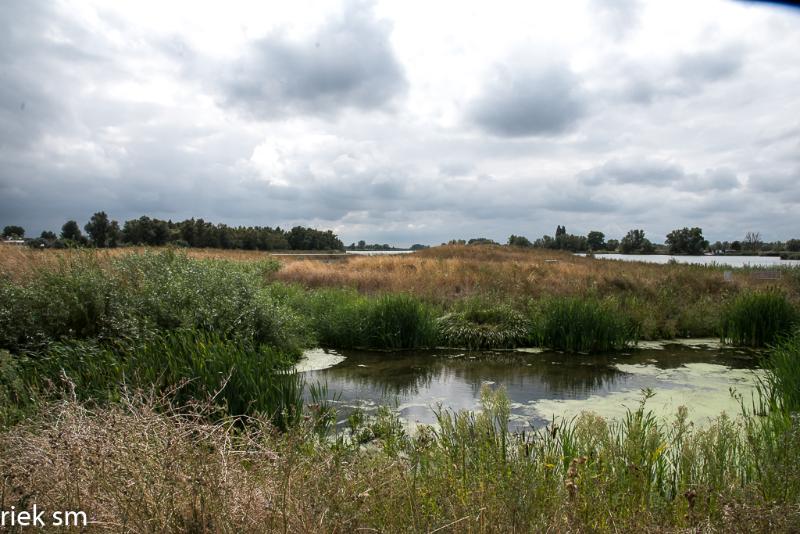 biesbosch03.jpg - Biesbosch