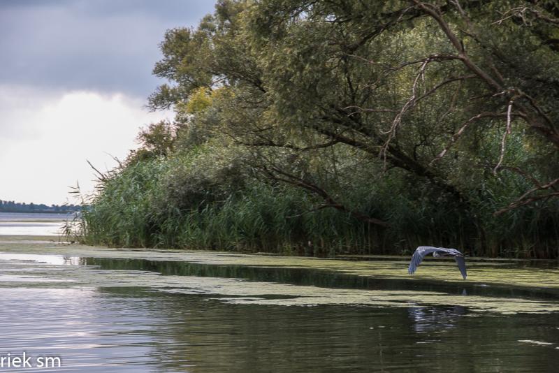 biesbosch09.jpg - Biesbosch