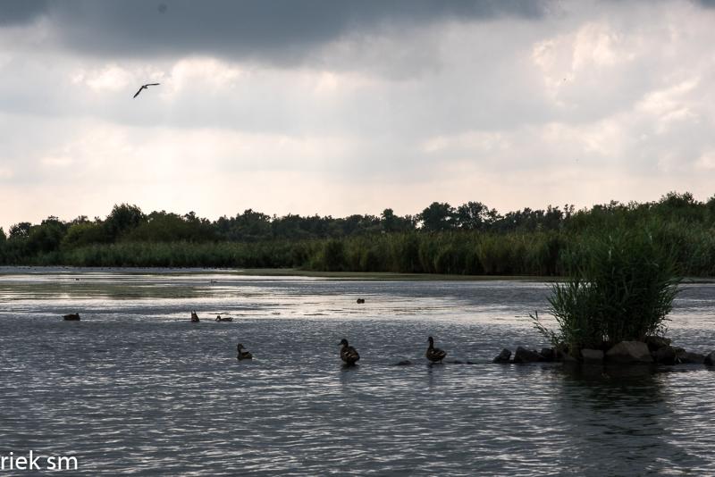 biesbosch10.jpg - Biesbosch