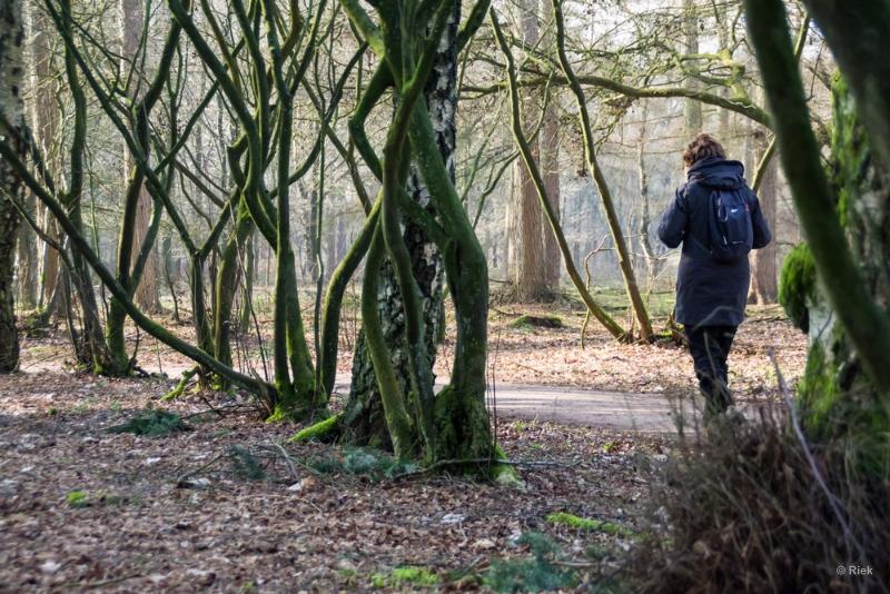 bdIMGP2133-2.JPG - De Kampina 2018