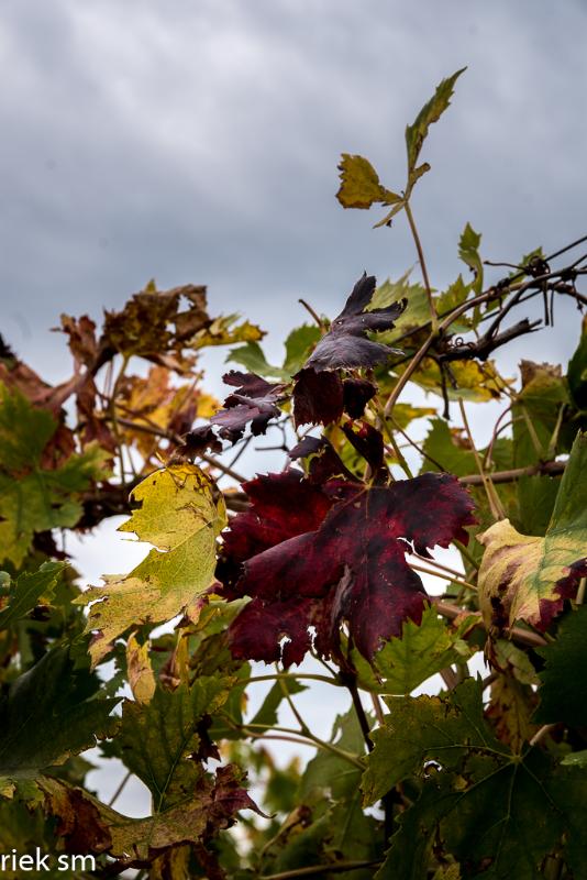 toscane08.jpg - Herfst in Toscane