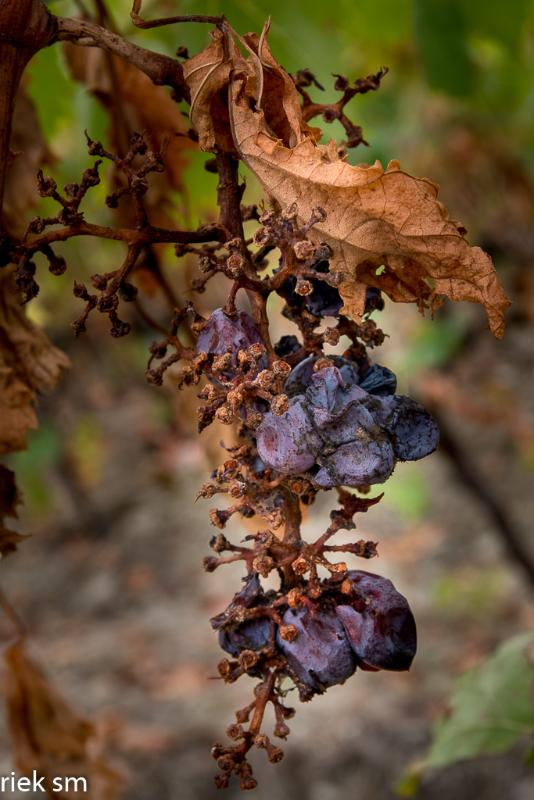 toscane09.jpg - Herfst in Toscane