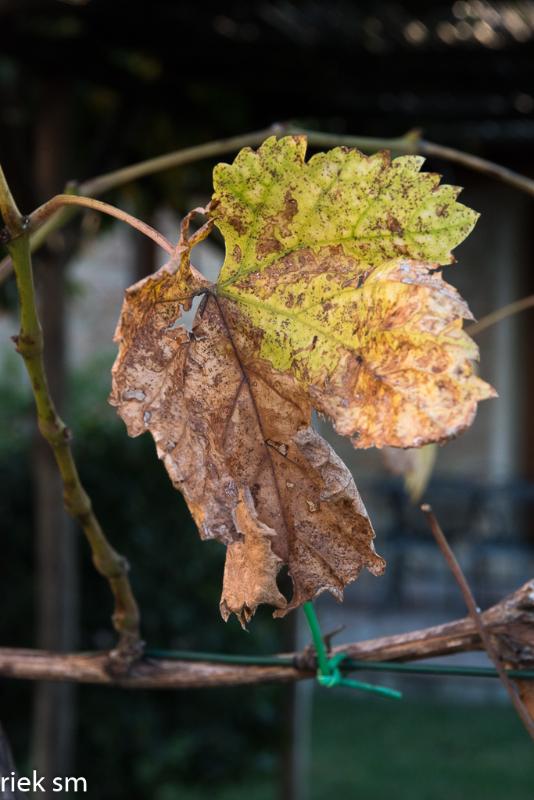 toscane14.jpg - Herfst in Toscane