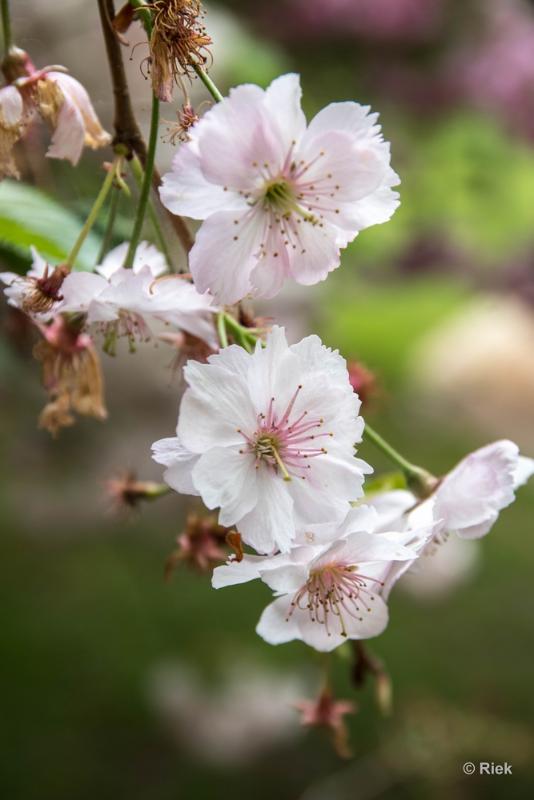 bdIMGP3770.JPG - Japanse tuine Hasselt