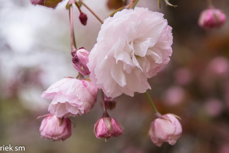 2019 Japanse tuin Hasselt (18 van 50).jpg - Japanse tuin Hasselt