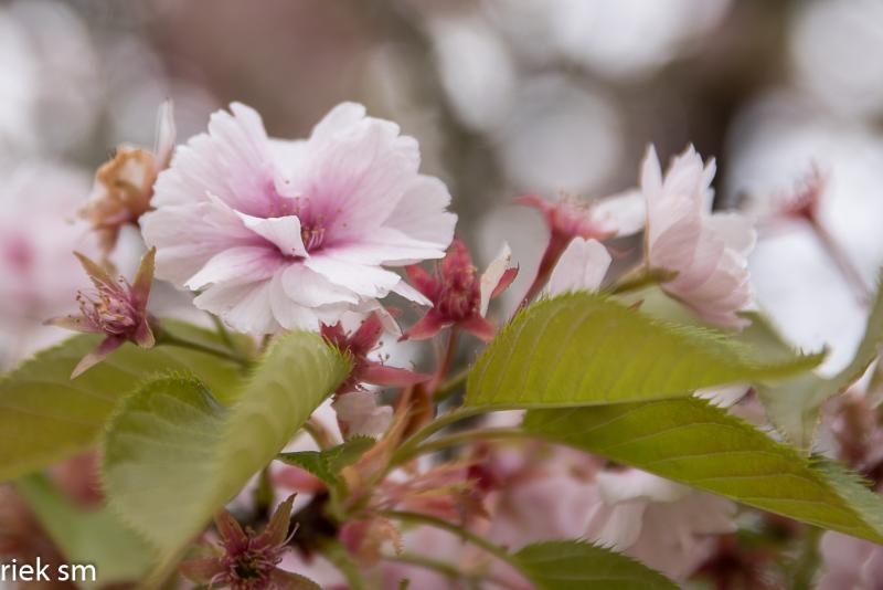 2019 Japanse tuin Hasselt (3 van 50).jpg - Japanse tuin Hasselt