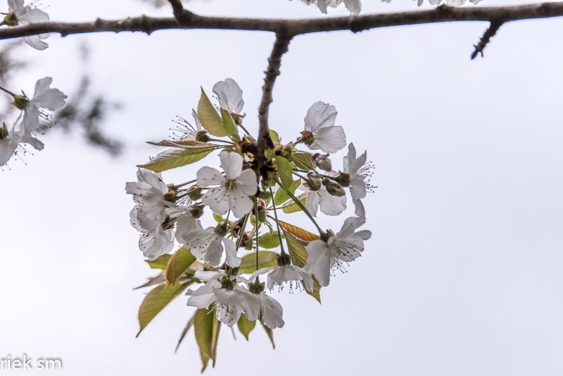 2019 Japanse tuin Hasselt (31 van 50).jpg - Japanse tuin Hasselt