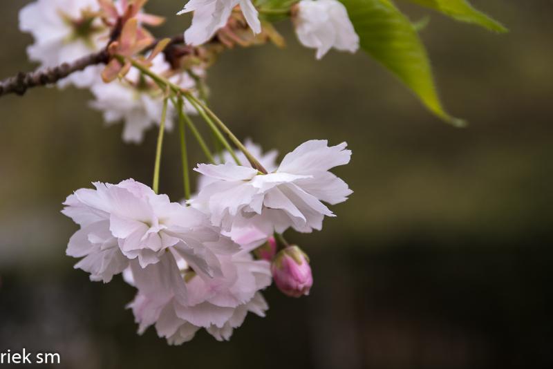 2019 Japanse tuin Hasselt (34 van 50).jpg - Japanse tuin Hasselt