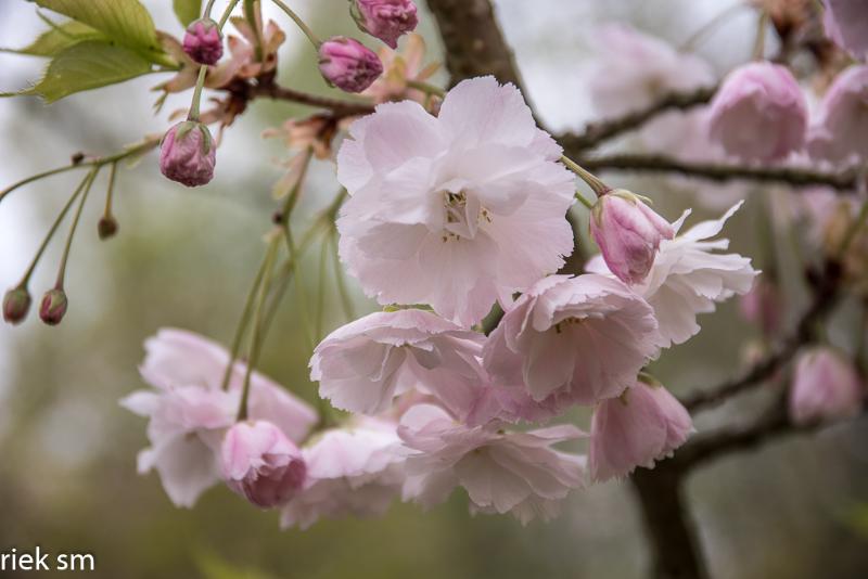 2019 Japanse tuin Hasselt (35 van 50).jpg - Japanse tuin Hasselt