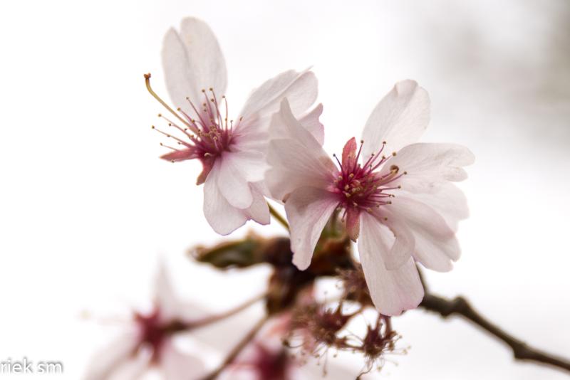 2019 Japanse tuin Hasselt (36 van 50).jpg - Japanse tuin Hasselt