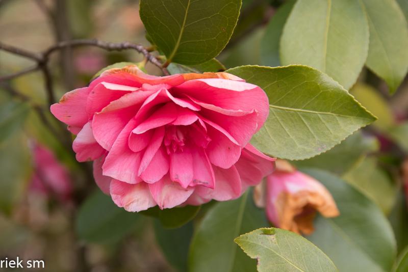 2019 Japanse tuin Hasselt (44 van 50).jpg - Japanse tuin Hasselt