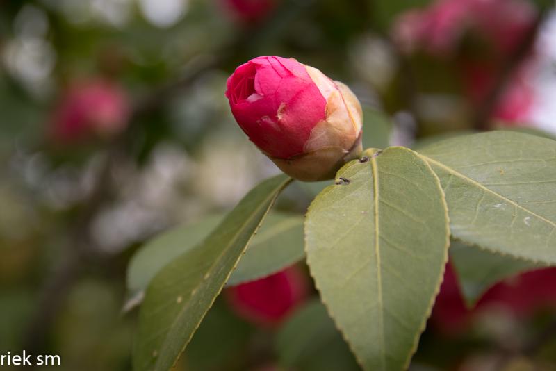 2019 Japanse tuin Hasselt (45 van 50).jpg - Japanse tuin Hasselt