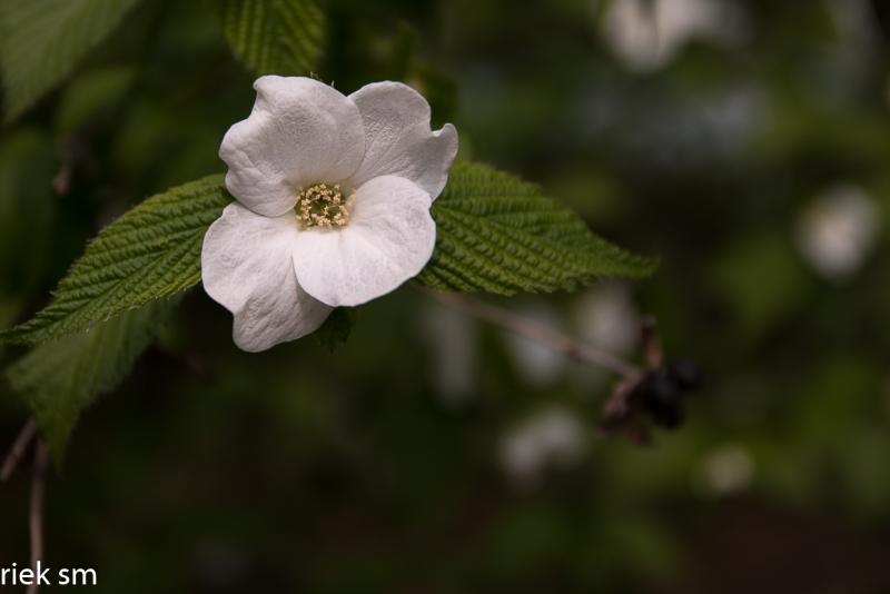 2019 Japanse tuin Hasselt (46 van 50).jpg - Japanse tuin Hasselt