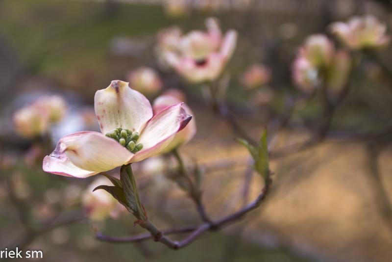 2019 Japanse tuin Hasselt (6 van 50).jpg - Japanse tuin Hasselt