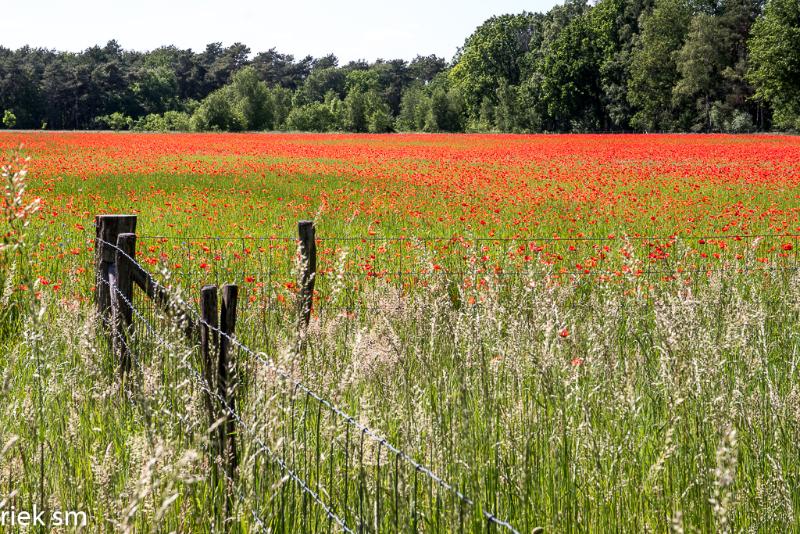 klaprozenexplosie (4 van 12).jpg - Klaprozen Explosie 2021