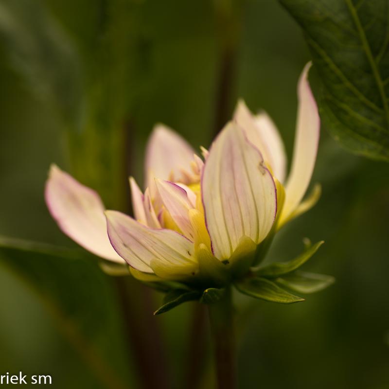 _IMG6349.jpg - Tuin Heleen en Piet Hamont