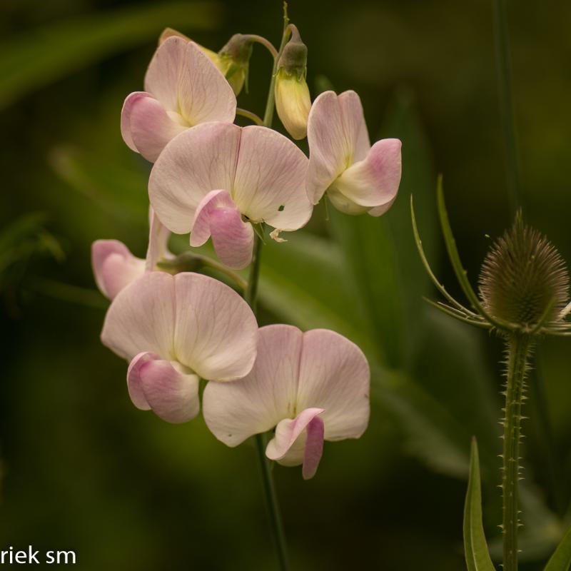 _IMG6366.jpg - Tuin Heleen en Piet Hamont