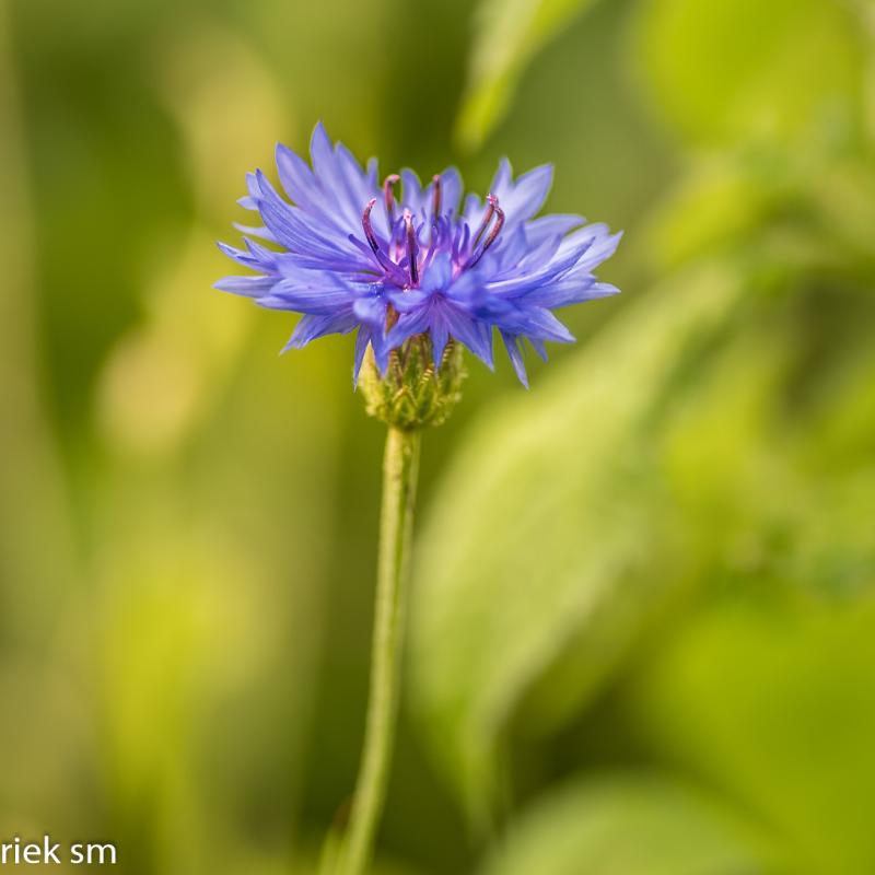 _IMG6374.jpg - Tuin Heleen en Piet Hamont