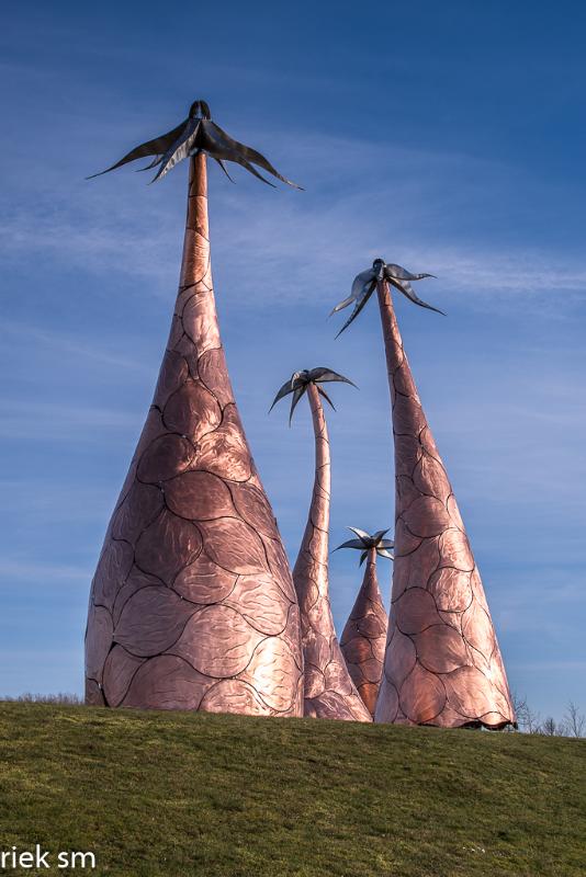 De Margrieten Rijen (2 van 5).jpg - Vier margrieten Rijen 2022