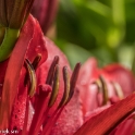 Butchant Garden Victoria (11 van 33)
