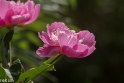 Butchant Garden Victoria (13 van 33)