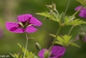 Butchant Garden Victoria (16 van 33)