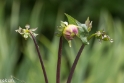 Butchant Garden Victoria (18 van 33)